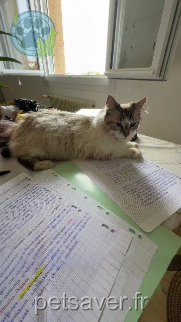 chatte lost   86280 Saint-Benoît Mimine