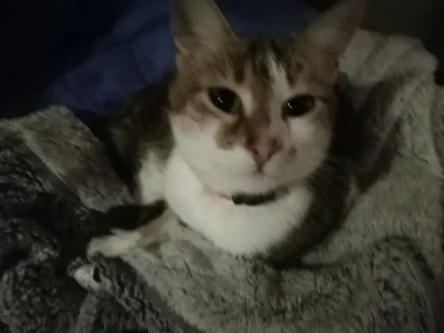 chatte lost   86320 Lussac-les-Châteaux Missy