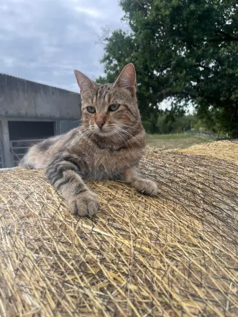 chatte lost   86500 Moulismes Moumoune