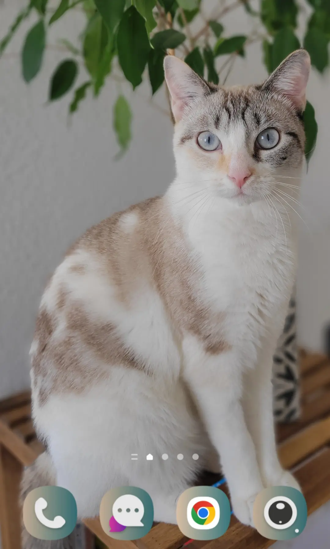 chatte lost   86250 Charroux Nala