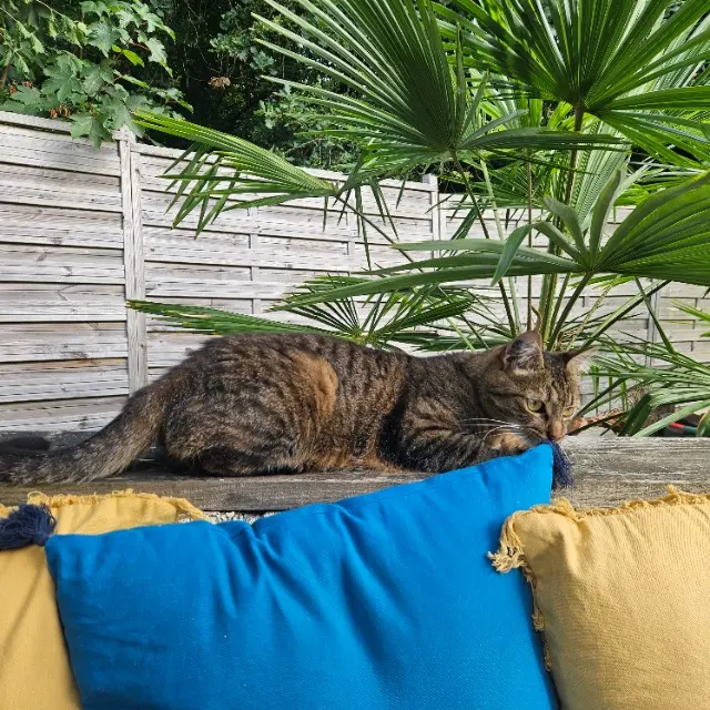 chatte lost   86240 Fontaine-le-Comte Nala