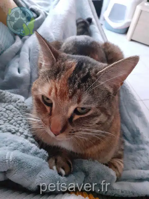 chatte lost   86130 Saint-Georges-lès-Baillargeaux Nougatine