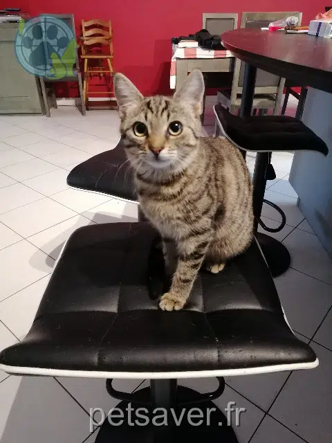 chatte lost   86100 Châtellerault Olympe