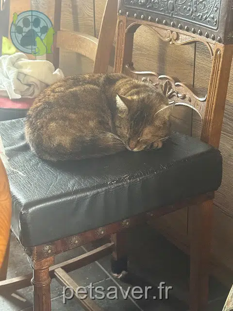 chatte lost   86100 Châtellerault Omega