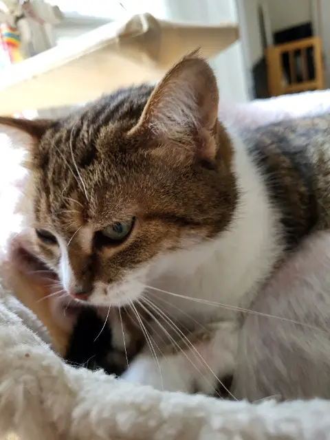 chatte lost   86110 Mirebeau Pickup