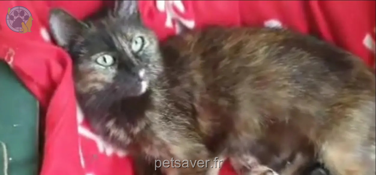 Chatte Perdue 86 Vienne - Pitchounette Chatte Perdue 86 Vienne - Pitchounette