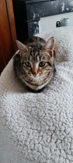 chatte lost   86100 Châtellerault Plume