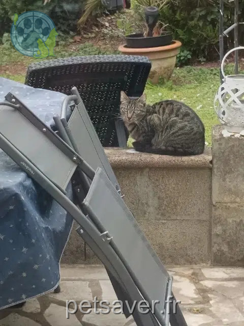 chatte lost   86000 Poitiers Aucun