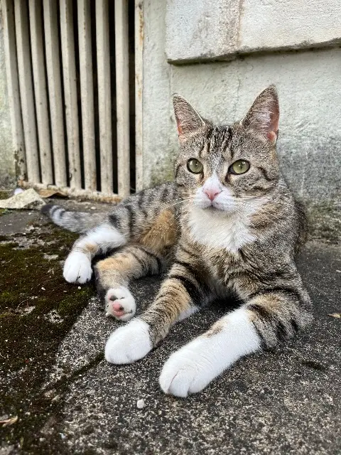 chatte lost   86000 Poitiers Bulma