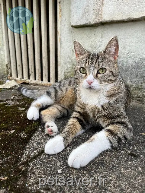 Katze vermisst 86000 Poitiers Bulma Katze lost 86000 Poitiers Bulma