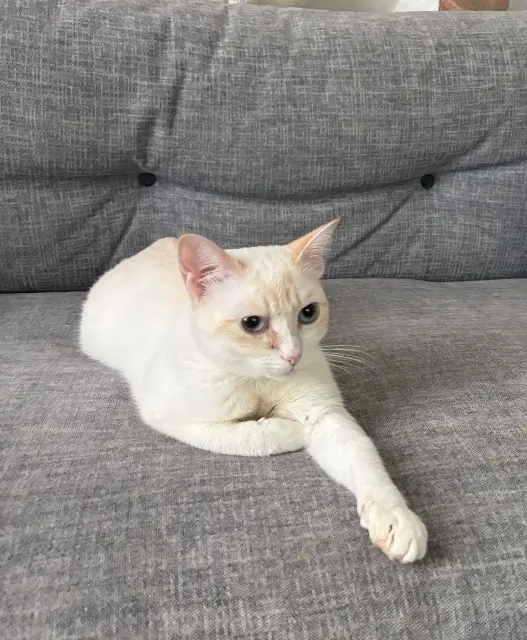 cat lost   86000 Poitiers Casca