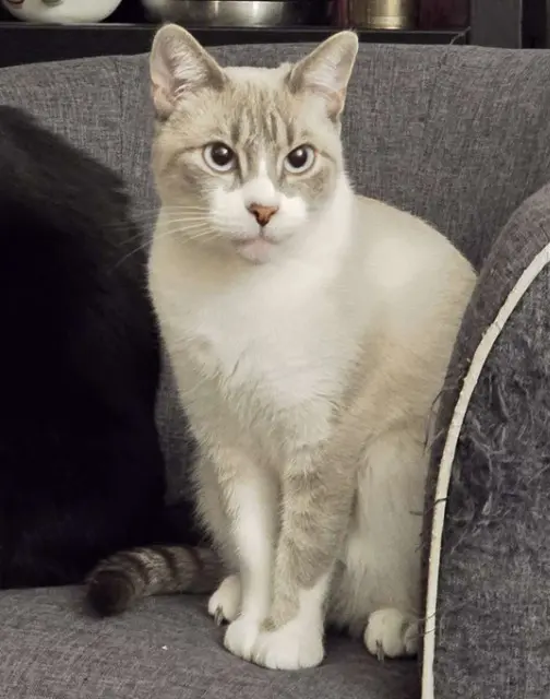 chatte lost   86000 Poitiers Edelgard