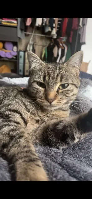 chatte lost   86000 Poitiers Esmee