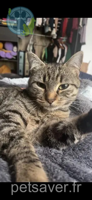 gatta persa 86000 Poitiers Esmee gatta lost 86000 Poitiers Esmee