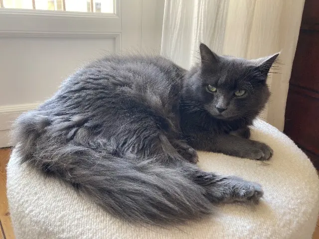 chatte lost   86000 Poitiers Griselda