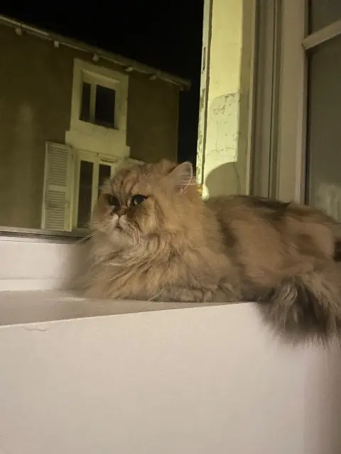 chatte lost   86000 Poitiers Lilith