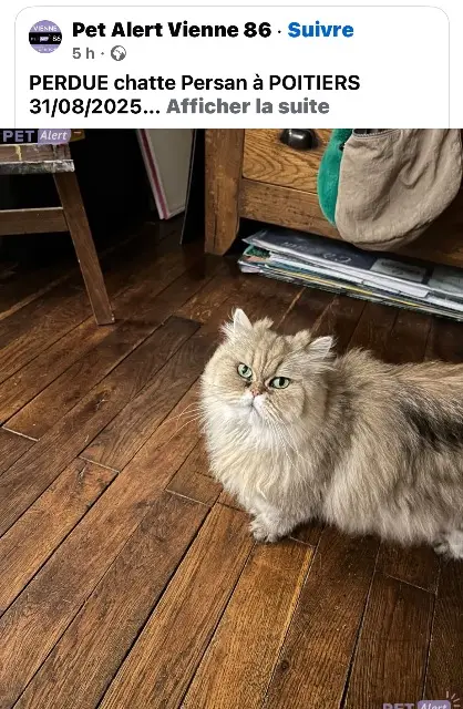 chatte lost   86000 Poitiers Lilith