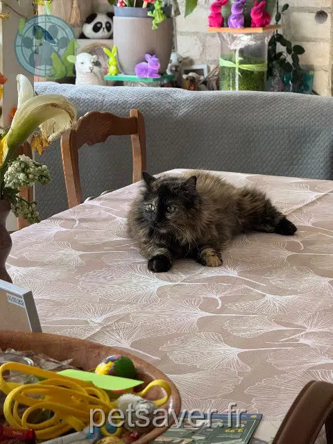 chatte lost   86000 Poitiers Molly