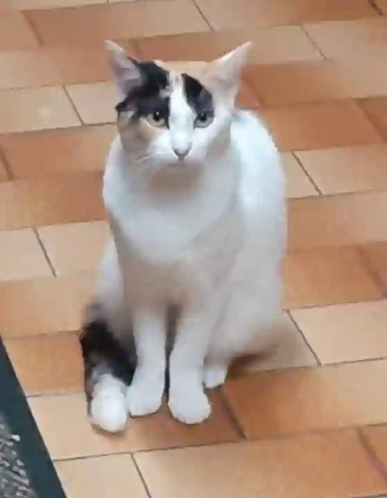 Chatte Perdue 86 Vienne Poitiers - Mouimouine Chatte Perdue 86 Vienne Poitiers - Mouimouine