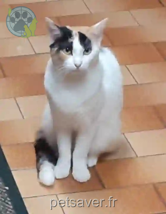 Chatte Perdue 86 Vienne Poitiers - Mouimouine Chatte Perdue 86 Vienne Poitiers - Mouimouine