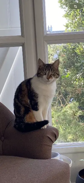 chatte lost   86000 Poitiers Moumoune