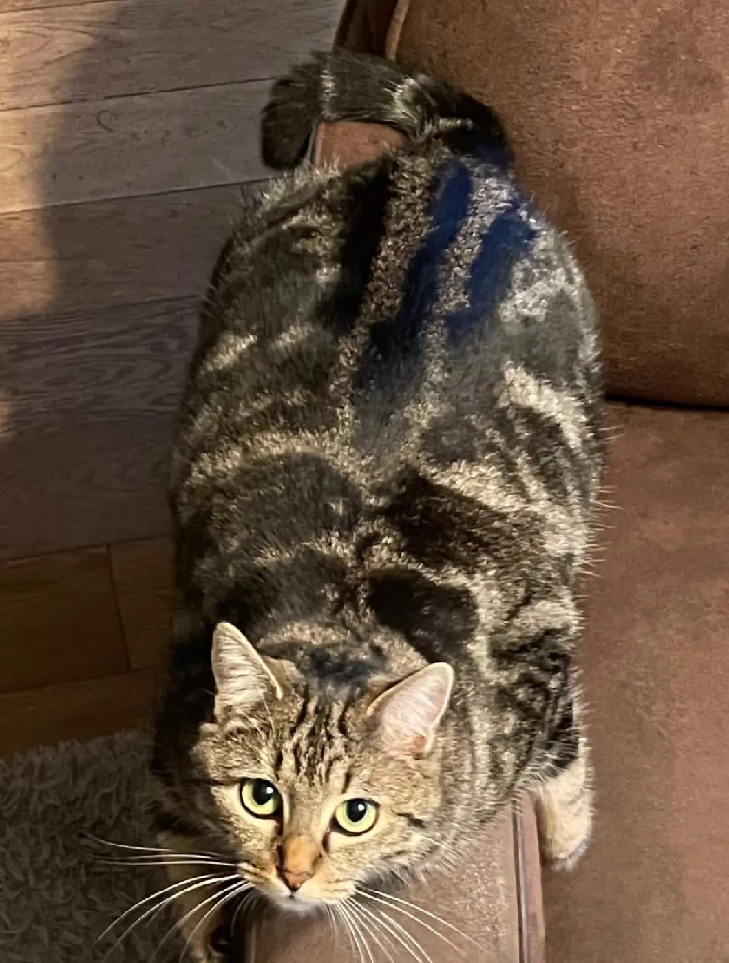 Chatte Perdue 86 Vienne Poitiers - Nala Chatte Perdue 86 Vienne Poitiers - Nala