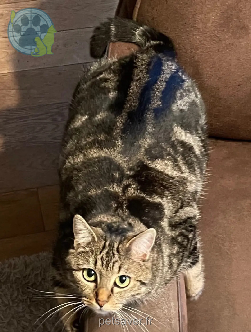 Chatte Perdue 86 Vienne Poitiers - Nala Chatte Perdue 86 Vienne Poitiers - Nala