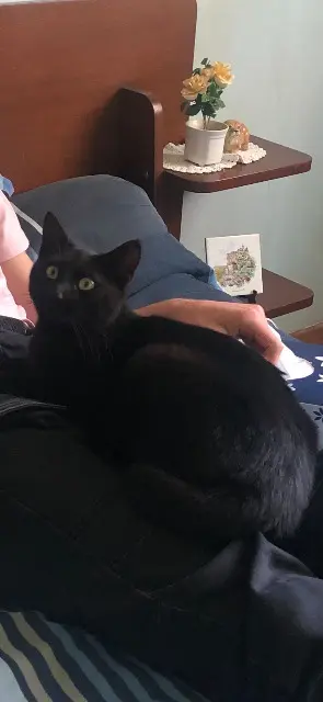 chatte lost   86000 Poitiers Poupie