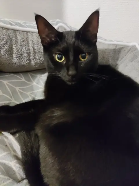 chatte lost   86000 Poitiers Princesse