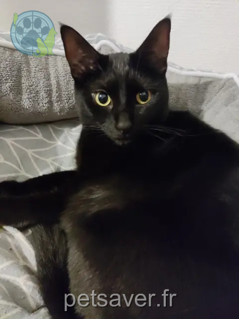 gata perdida 86000 Poitiers Princesse gata lost 86000 Poitiers Princesse