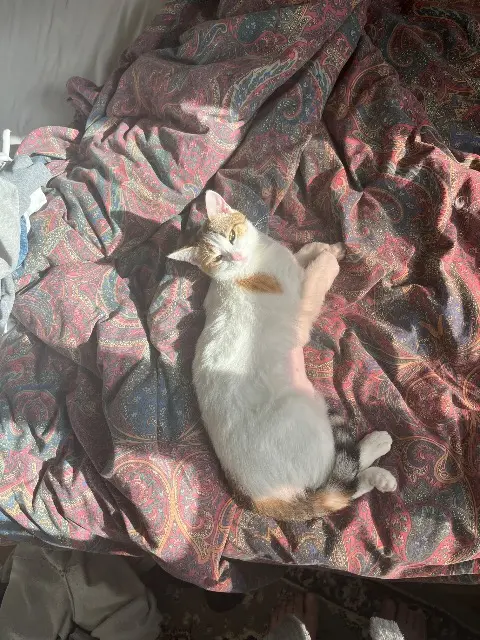 chatte lost   86000 Poitiers Vaya