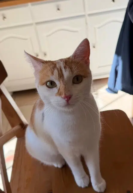 chatte lost   86000 Poitiers Vega