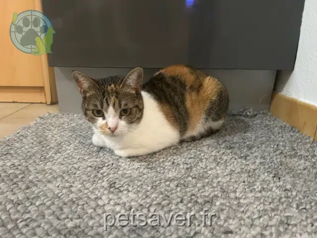 chatte lost   86000 Poitiers Xéna