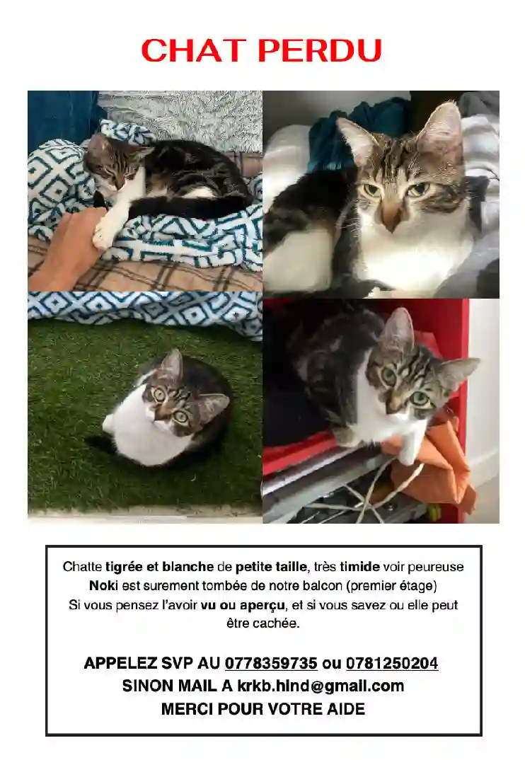 Chatte Perdue 86 Vienne Poitiers Chatte Perdue 86 Vienne Poitiers