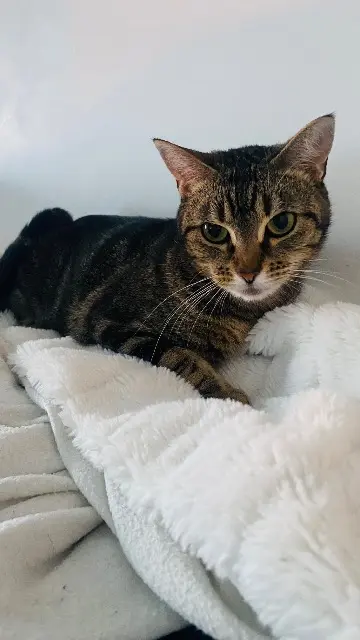 chatte lost   86360 Chasseneuil-du-Poitou Pookie