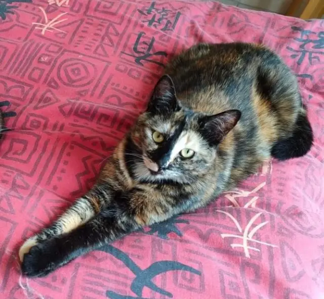 chatte lost   86510 Chaunay Poussinette