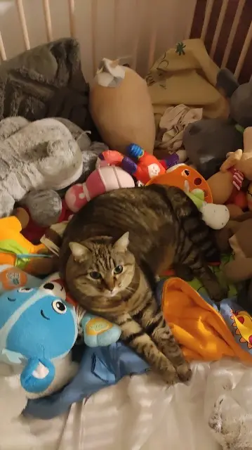 chatte lost   86130 Saint-Georges-lès-Baillargeaux Pouxia