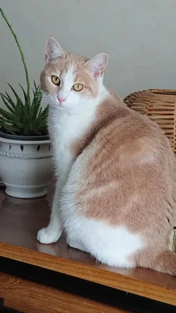 chatte lost   86210 Vouneuil-sur-Vienne Prune