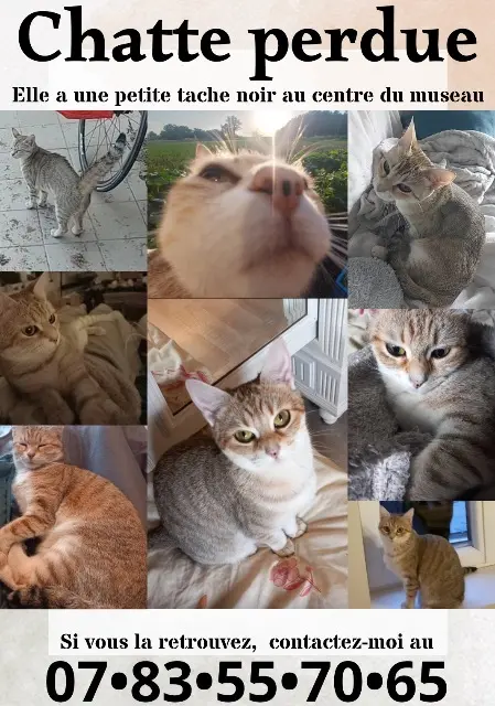 chatte lost   86120 Les Trois-Moutiers Pépito