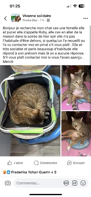chatte lost   86370 Vivonne Ruby