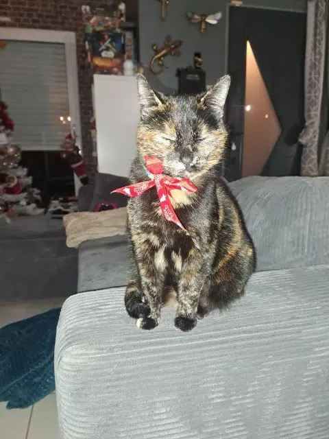 chatte lost   86170 Neuville-de-Poitou Ruby