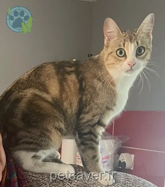 chatte lost   86380 Saint-Martin-la-Pallu Muffin