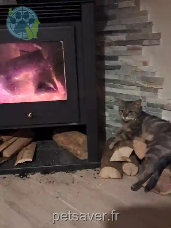 Chatte Perdue 86 Vienne - Savana Chatte Perdue 86 Vienne - Savana