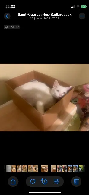 chatte lost   86130 Saint-Georges-lès-Baillargeaux Shana