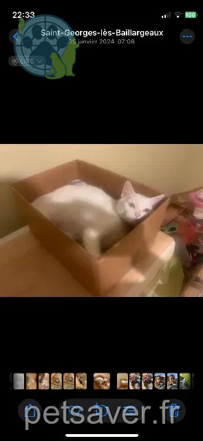 kat vermist 86130 Saint-Georges-lès-Baillargeaux Shana kat lost 86130 Saint-Georges-lès-Baillargeaux Shana