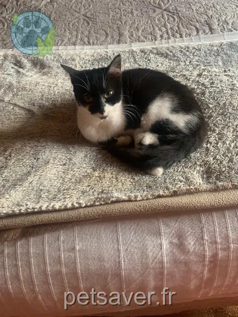 chatte lost   86530 Naintré Soli