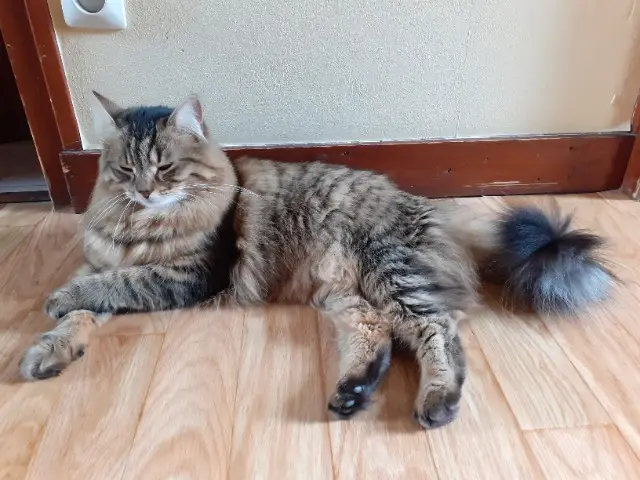 chatte lost   86100 Châtellerault Sunny