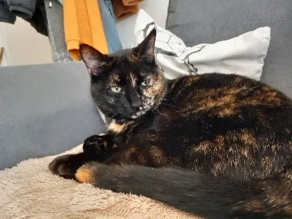 Chatte Perdue 86 Vienne - Sushi Chatte Perdue 86 Vienne - Sushi