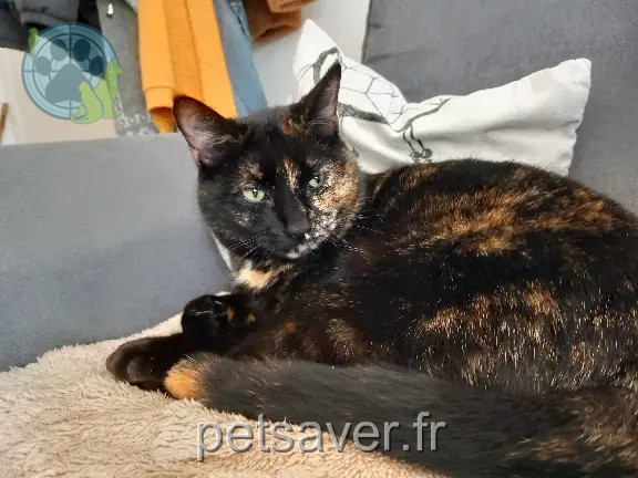 Chatte Perdue 86 Vienne - Sushi Chatte Perdue 86 Vienne - Sushi