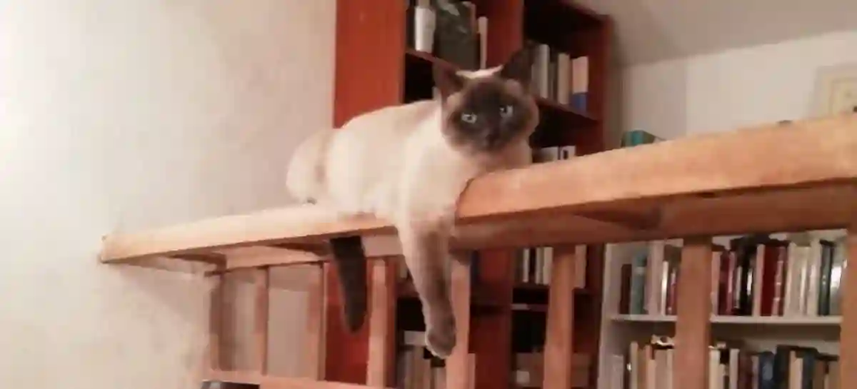 Chatte Perdue 86 Vienne - Sweety Chatte Perdue 86 Vienne - Sweety